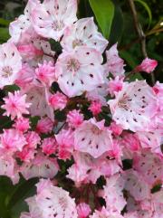 mountain_laurel.jpeg